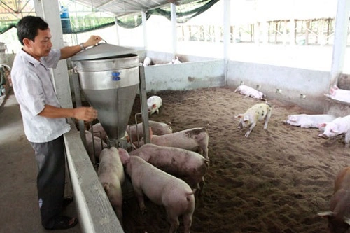 phan vi sinh heo.webp