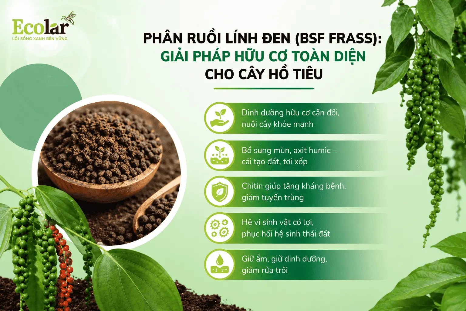phap-huu-co-toan-dien-cho-cay-ho-tieu_e5f41666324e430bb83d14ecd79481b2 (1).webp