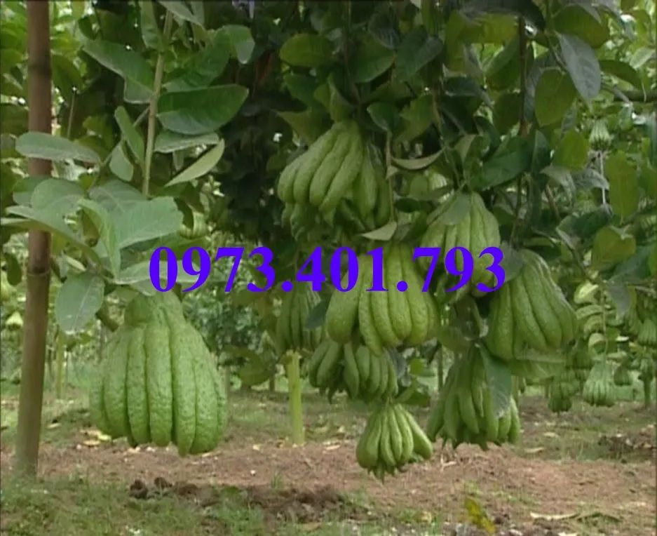 phat thu10_result.webp