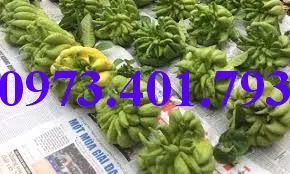 phat thu1_result.webp