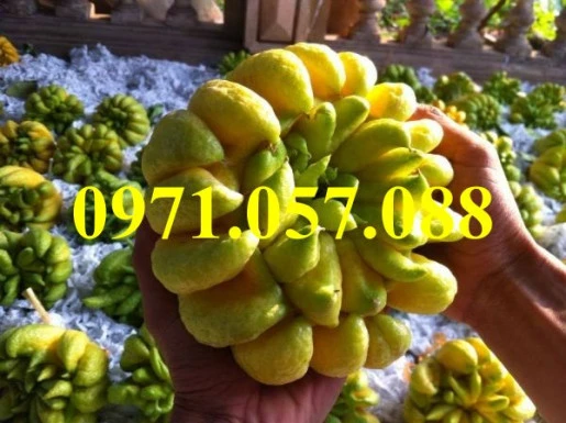 phat-thu1result (1).webp