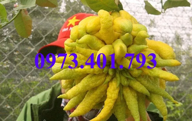 phat thu2_result.webp