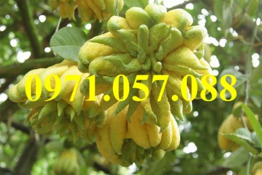 phat-thu2result (1).webp