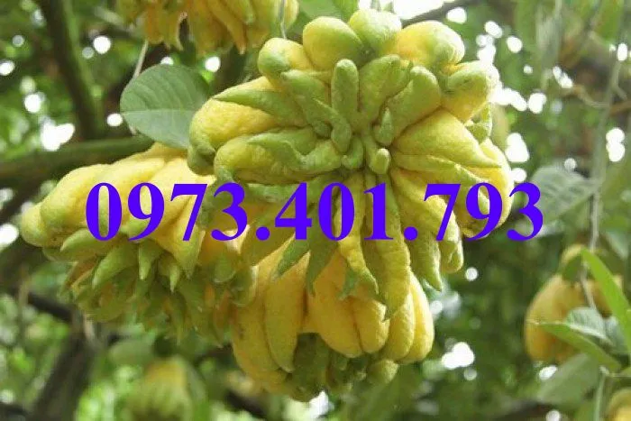 phat thu3_result.webp