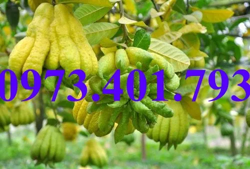 phat thu4_result.webp