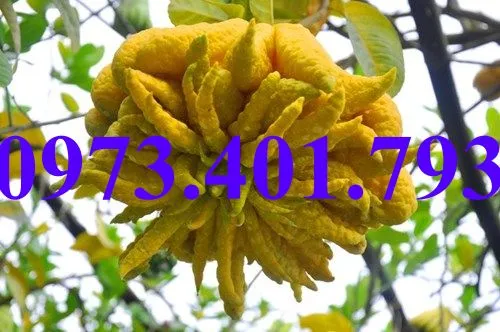 phat thu6_result.webp