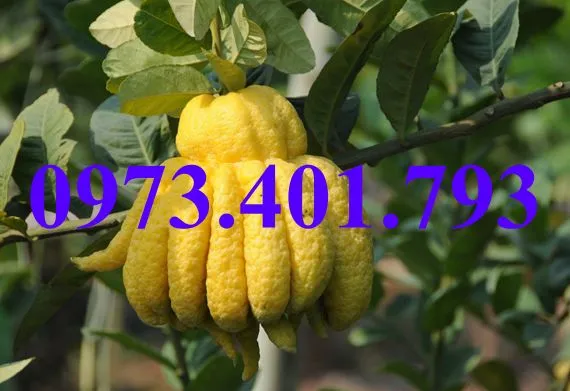 phat thu7_result.webp