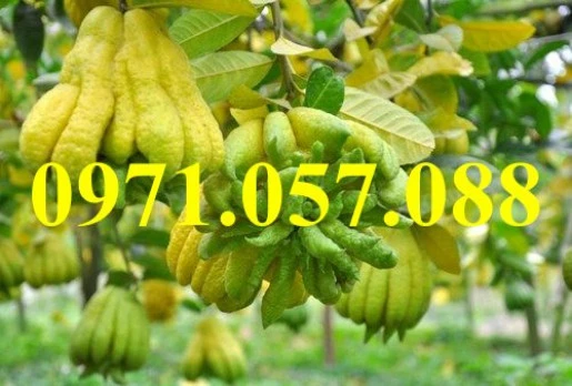 phat-thuresult (1).webp