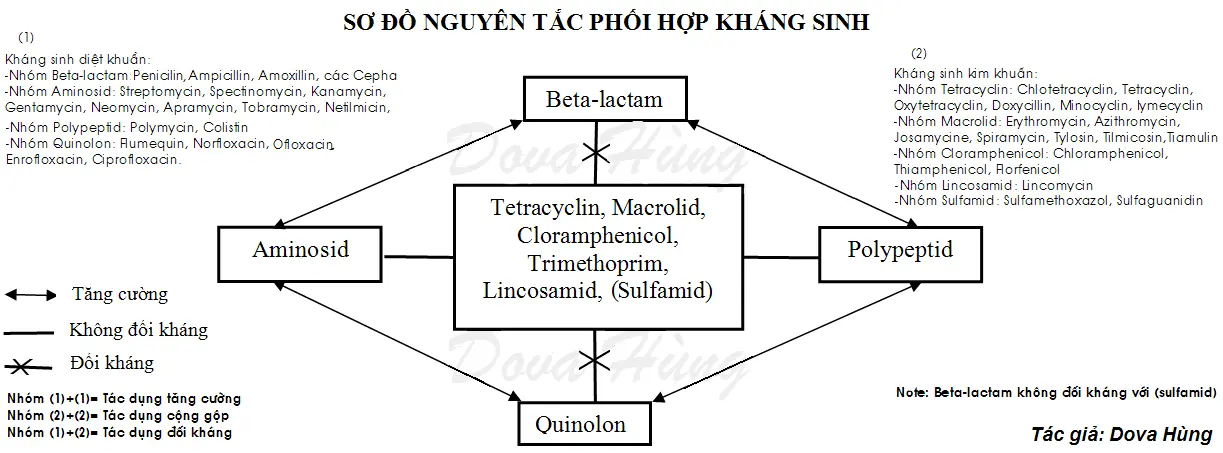 Phoi-hop-khanh-sinh-DVH - Copy.webp