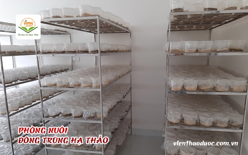 phong-nuoi-dong-trung-ha-thao-cua-vien-thao-duoc.jpg