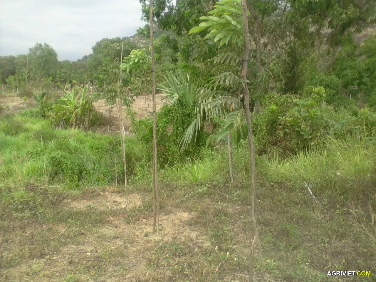 Trồng sưa đỏ trong vườn cao su bị chết! tại sao không?