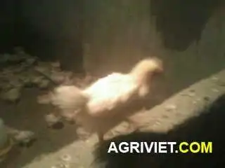 cho em hoi day la giong ga gi