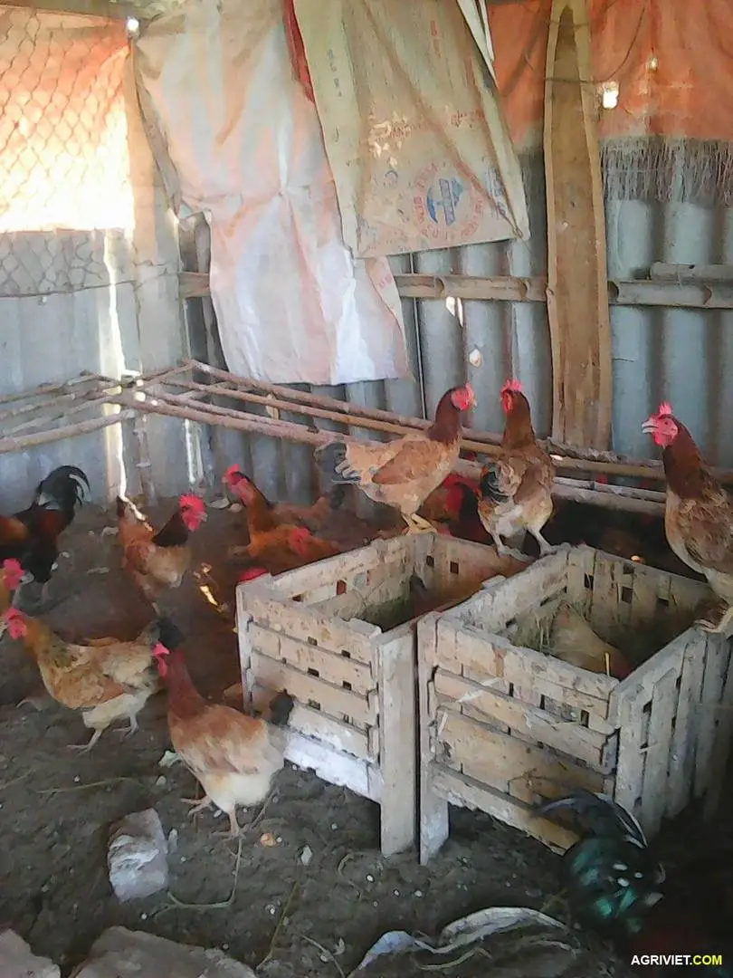 Ban ga giong lai choi ,va ga ta khu vuc thanh oai