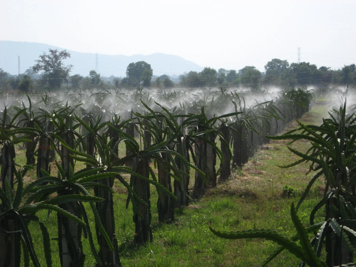 Cách làm hệ thống tưới
