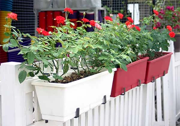 Chậu cây chữ nhật chật liệu nhựa tiện dụng trong không gian nhà