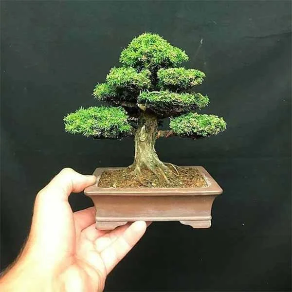 Chậu cây chữ nhật đất nung kích thước cho cây bonsai mini