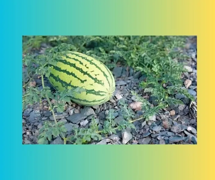 Pink Feminine Strawberry Fruit Facebook Post (7).jpg