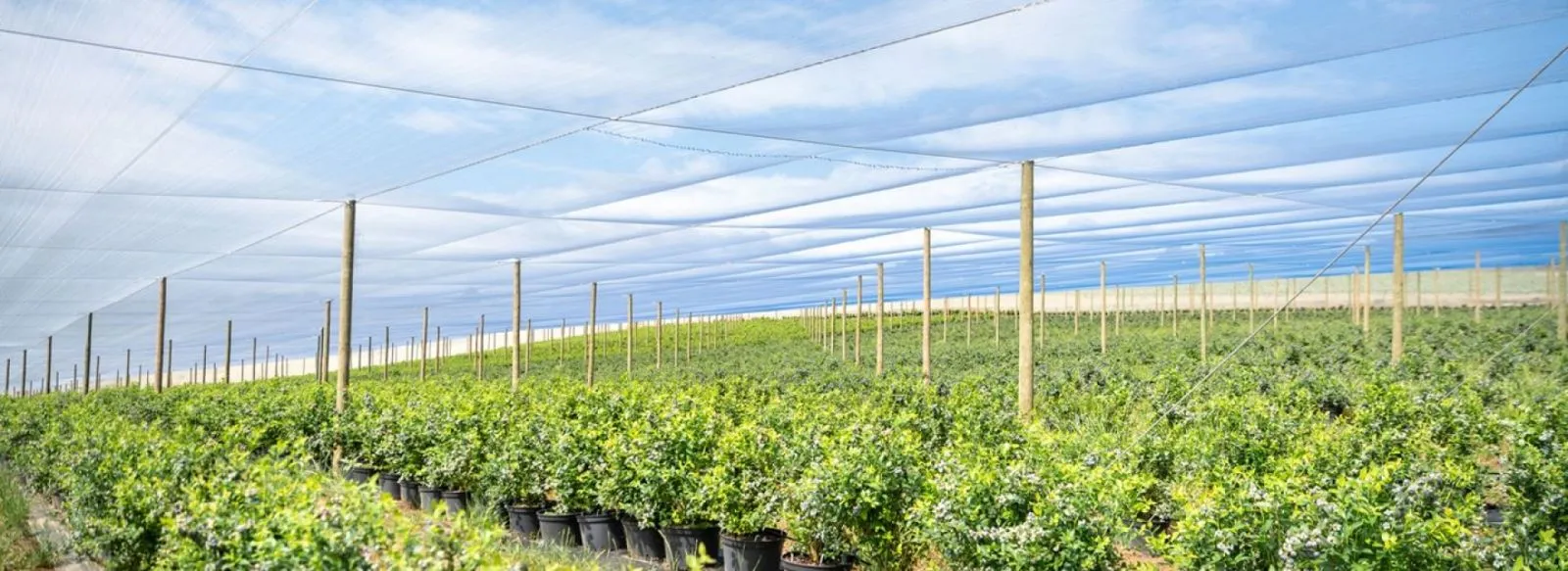 politiv nets(1).webp