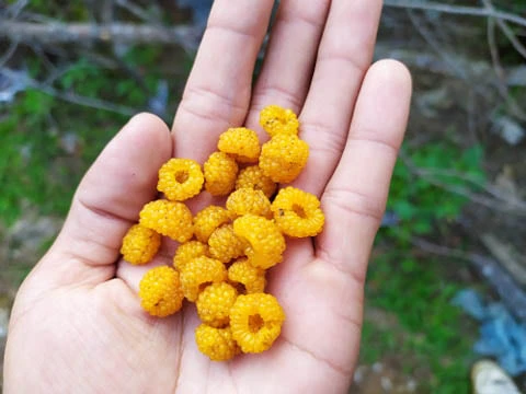 qua mam xoi vang 3.webp