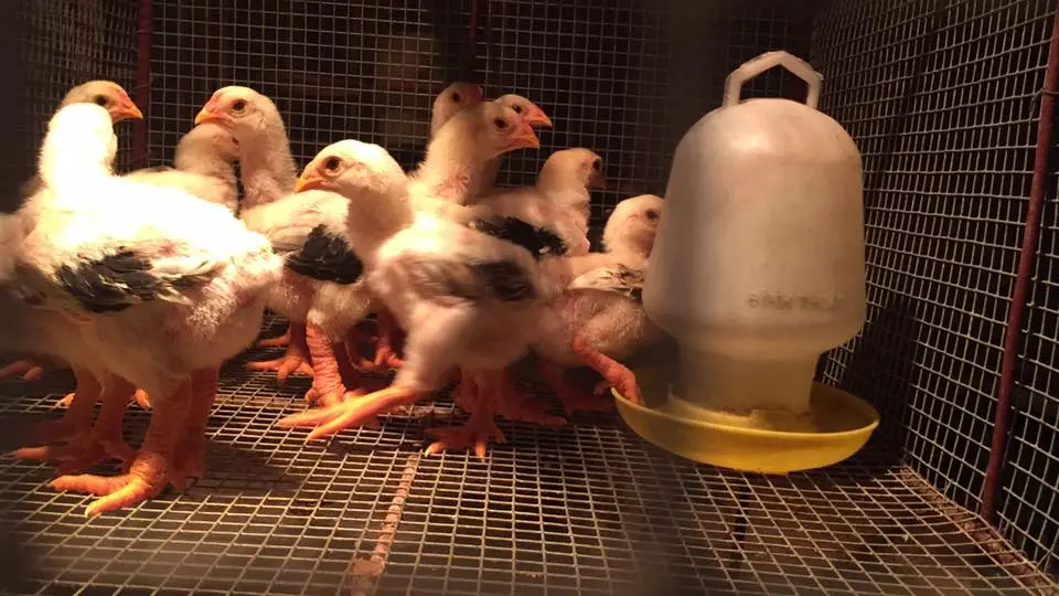 ngoài bắc rét đậm rét hại khiến gà ảnh hưởng rất nhiều bà con nông dân phải cẩn thận cho gà