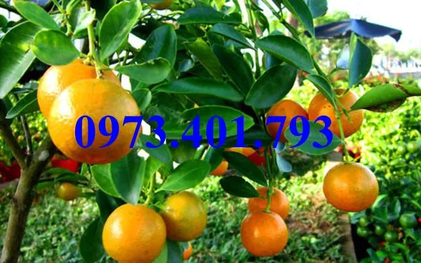 Quất chua1_result.webp