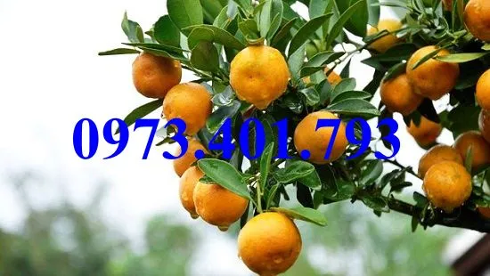 Quất chua2_result.webp