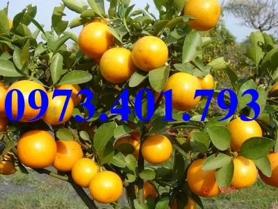 Quất chua3_result.webp