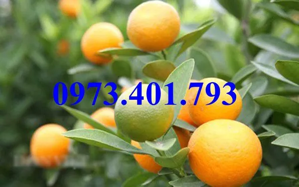 Quất chua5_result.webp