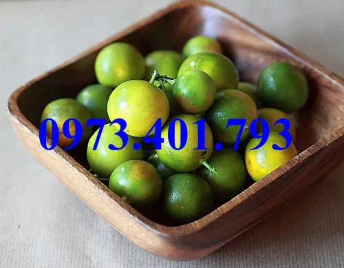 Quất chua_result.webp