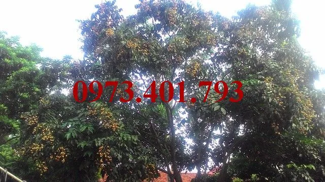 Quất hồng bì6_result.webp