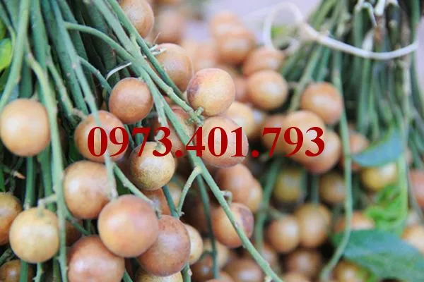 Quất hồng bì9_result.webp