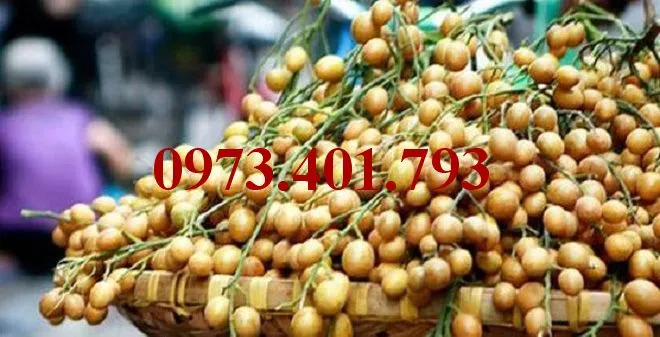 Quất hồng bì_result.webp