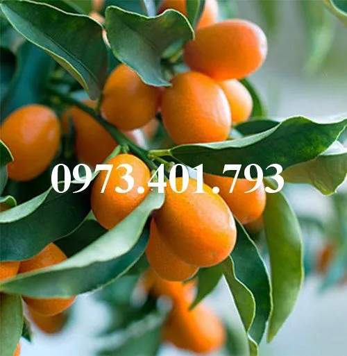 Quất ngọt 11_result.webp