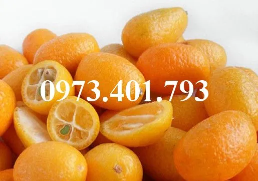 Quất ngọt 1_result.webp