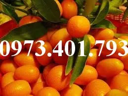 Quất ngọt 2_result.webp