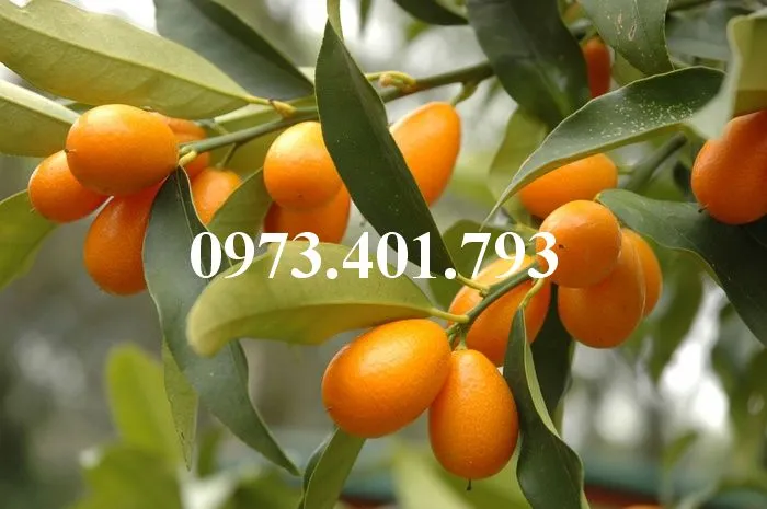 Quất ngọt 3_result.webp