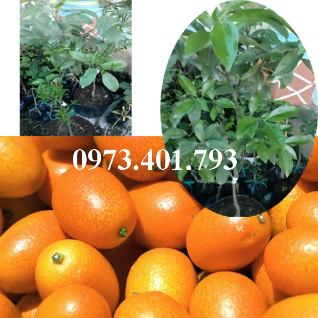 Quất ngọt 5_result.webp