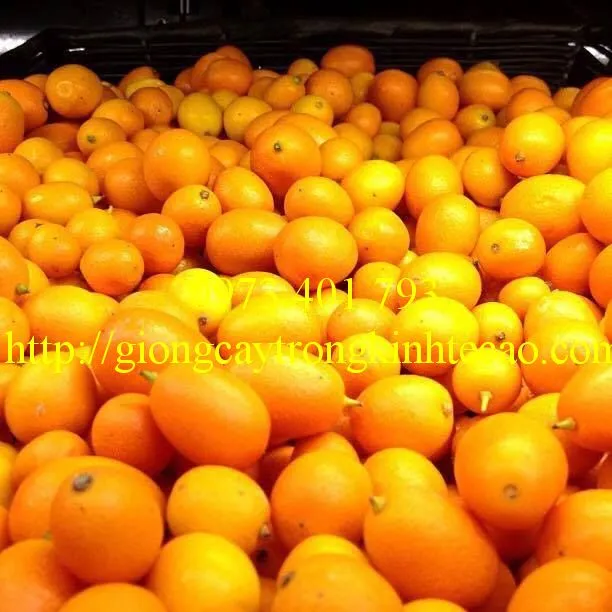 QUẤT NGỌT2_result.webp