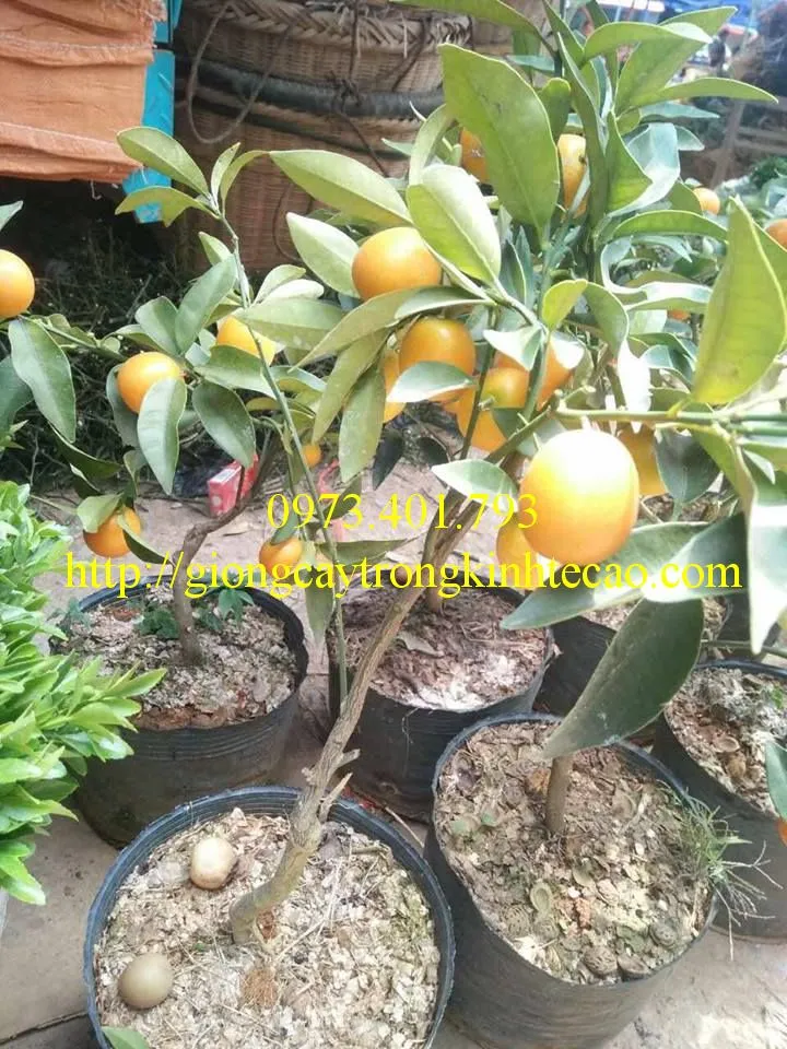 QUẤT NGỌT3_result.webp