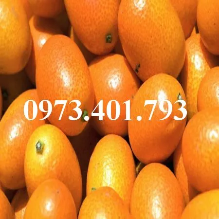 Quất ngọt_result.webp