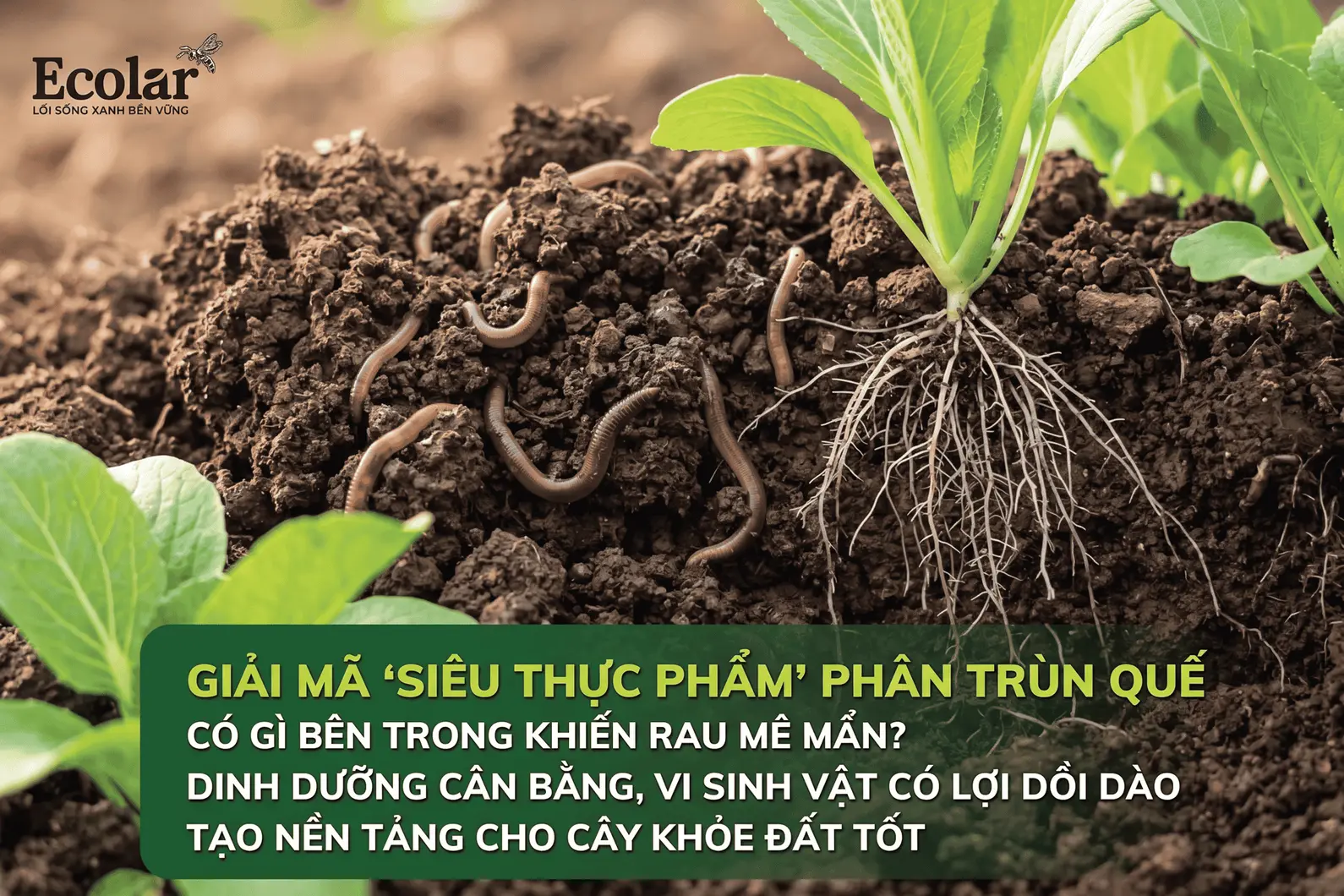 -que-co-gi-ben-trong-khien-rau-me-man_c716ae49d8ac47478f0fdee9250f4927 (1).webp