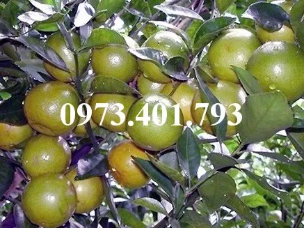 Quyt duong mien nam1_result.webp