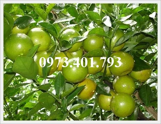 Quyt duong mien nam2_result.webp