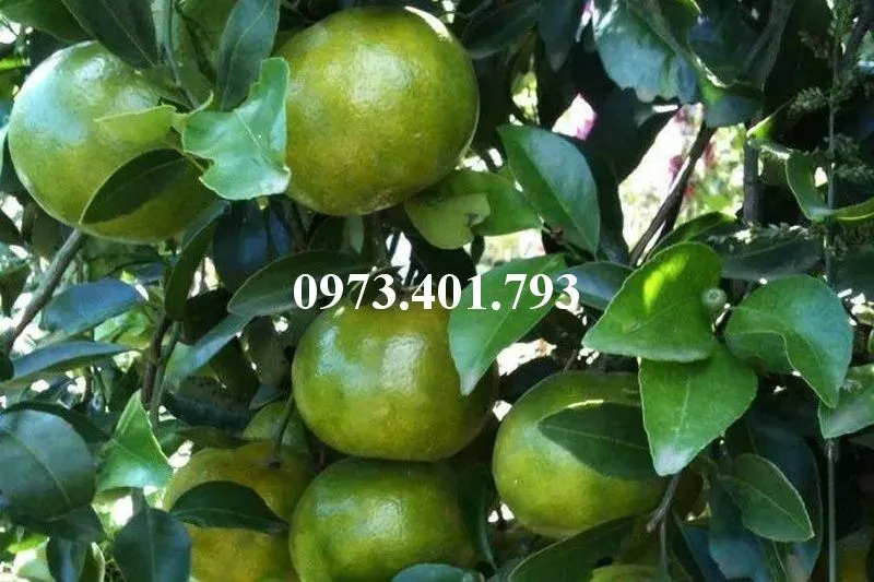 Quyt duong mien nam3_result.webp