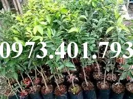 Quyt duong mien nam5_result.webp