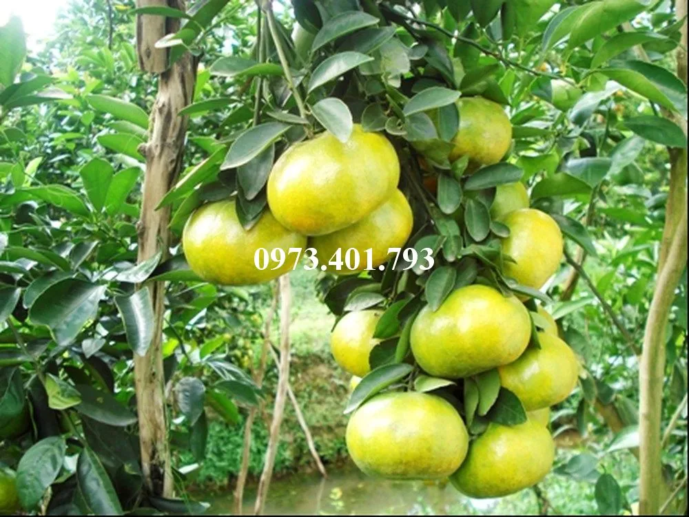 Quyt duong mien nam6_result.webp