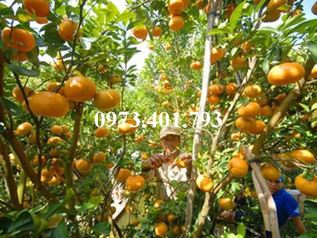 Quyt duong mien nam8_result.webp