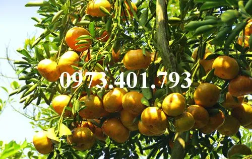 Quyt duong mien nam9_result.webp