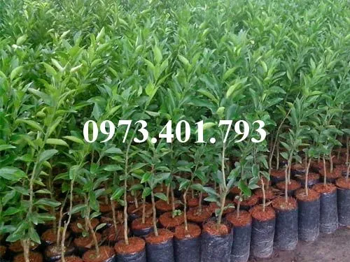 Quyt duong mien nam_result.webp