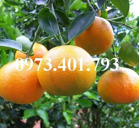 Quyt duong thai1_result.webp